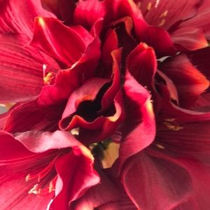 Meet your Posher, Amber